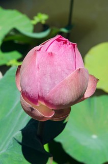 Lotus or Indian Lotus (Nelumbo nucifera)