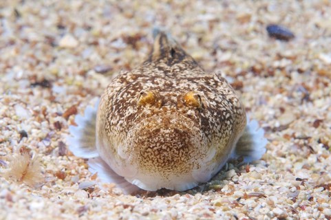 Atlantic stargazer (Uranoscopus scaber)