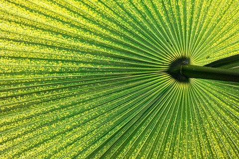 Chinese Windmill Palm (Trachycarpus fortunei)