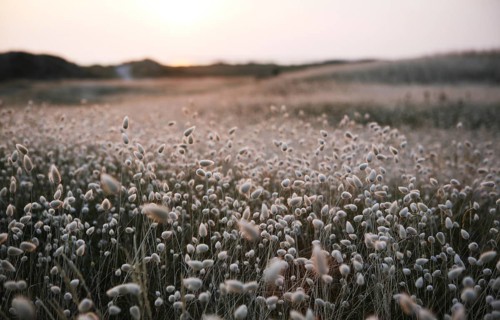Flowering marram grass in the evening light