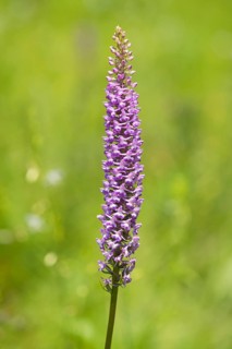 Large Fragrant Orchid (Gymnadenia conopsea)
