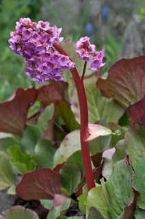 Heartleaf Bergenia (Bergenia cordifolia)