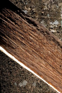 Incised Rubber Tree (Hevea brasiliensis)