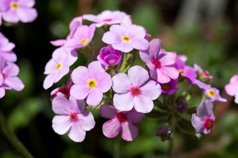 Himalaya Dwarf Man's Shield (Androsace sempervivoides)