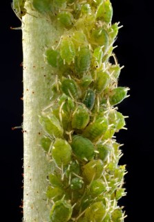 Colony of small Permanent Currant Aphids (Aphidula schneideri)