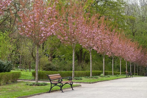 Avenue with flowering Japanese cherry trees