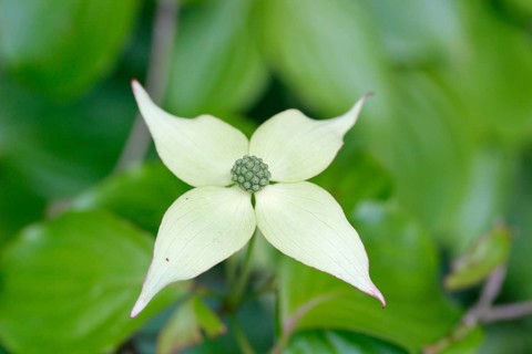 Asian Dogwood or Kousa Dogwood (Cornus kousa)