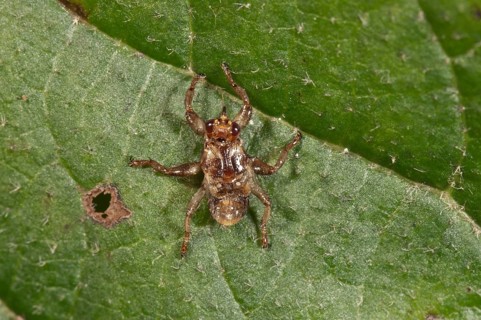 Deer Ked or Deer Fly (Lipoptena cervi) without wings