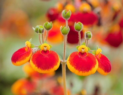Calceolaria