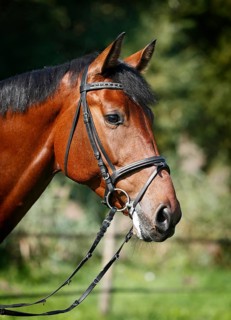 Holsteiner horse