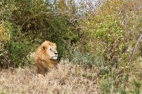 Lion (Panthera leo)