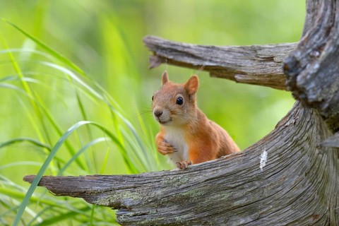 Eurasian Red Squirrel (Sciurus vulgaris) looks curiously out from behind an old pine stump