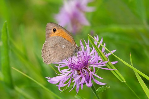 Small Heath butterfly (Coenonympha pamphilus)