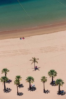 The sandy beach of Playa de las Teresitas with palm trees