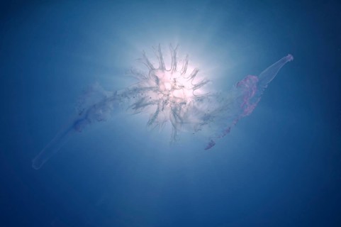 Jellyfish (Medusozoa sp.)