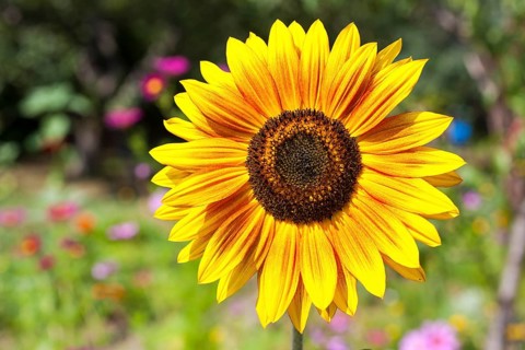 Inflorescence of a Sunflower (Helianthus annuus)