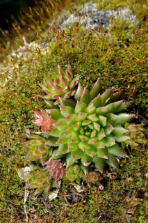 Limestone houseleek (Sempervivum calcareum)