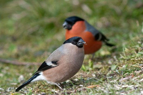 Bullfinch or Eurasian Bullfinch (Pyrrhula pyrrhula)