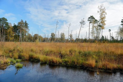 Rewetted peatlands in a bog