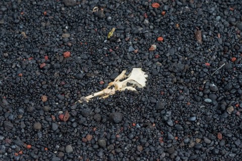 Skull of a Chinstrap Penguin (Pygoscelis antarctica)