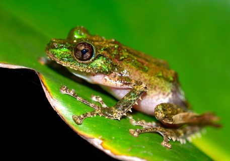 Mossy Yellow Green Frog (Spinomantis aglavei)