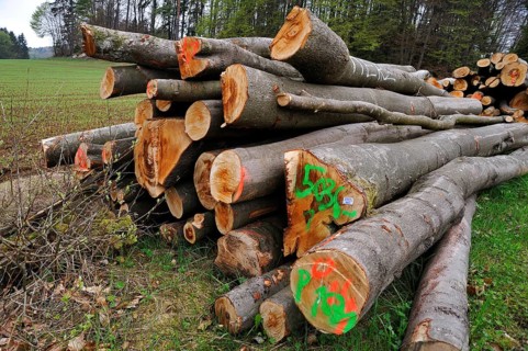Felled beech trees (Fagus)