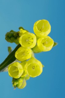 Golden-flowered Onosma (Onosma taurica)