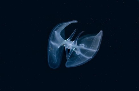 Warty Comb Jelly or Sea Walnut (Mnemiopsis leidyi)