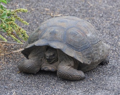 Galapagos Giant Tortoise