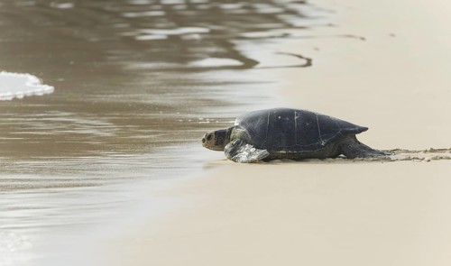 Green Sea Turtle or Pacific Green Turtle (Chelonia mydas japonica) on the way to the sea