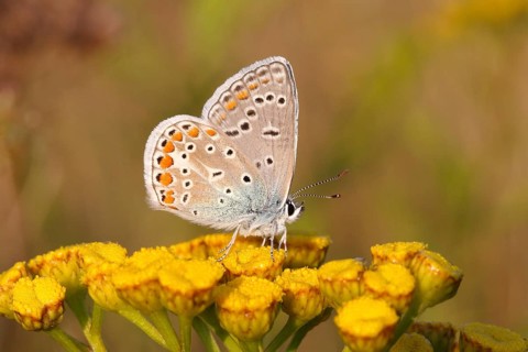 Common Blue (Polyommatus icarus) perched on a tansy
