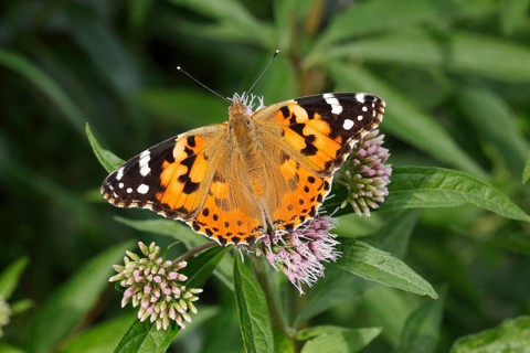 Painted Lady (Vanessa cardui