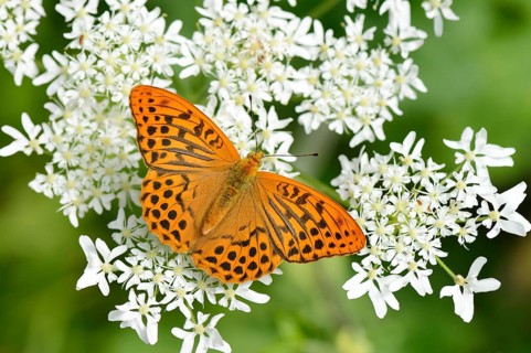 Silver-washed Fritillary (Argynnis paphia) perched on a Chervil plant (Anthriscus)