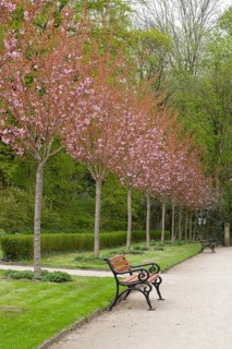 Avenue with flowering Japanese cherry trees
