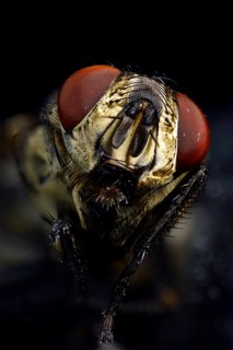 Compound eyes