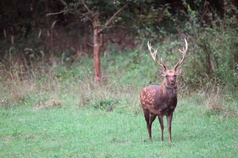 Sika Deer (Cervus nippon)