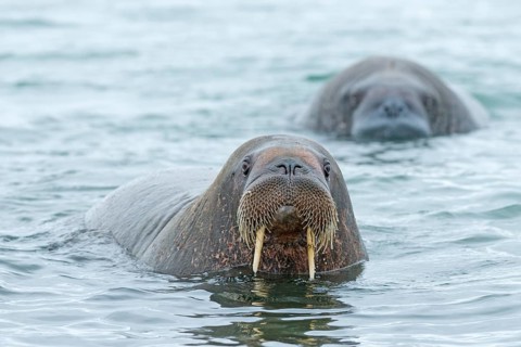Walruses (Odobenus rosmarus)