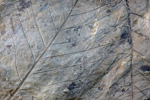 Fossils of deciduous leaves
