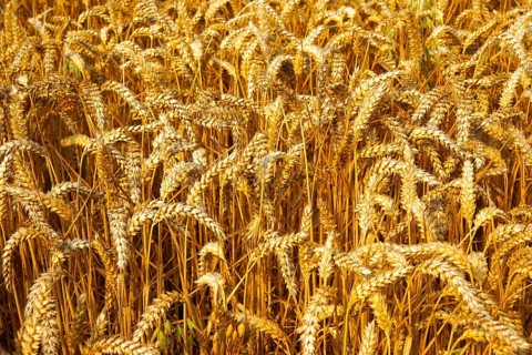 Wheat field ready to harvest
