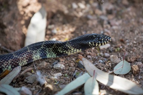 Desert kingsnake (Lampropeltis splendida) on the ground