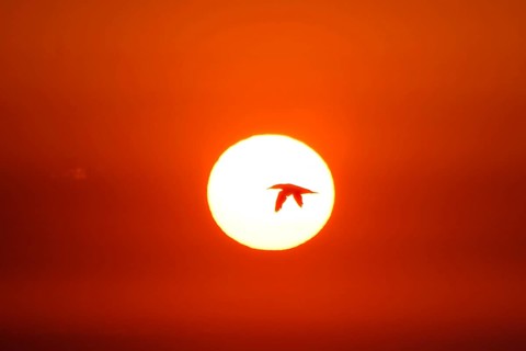 Northern gannet (Sula bassana) flying in front of setting sun