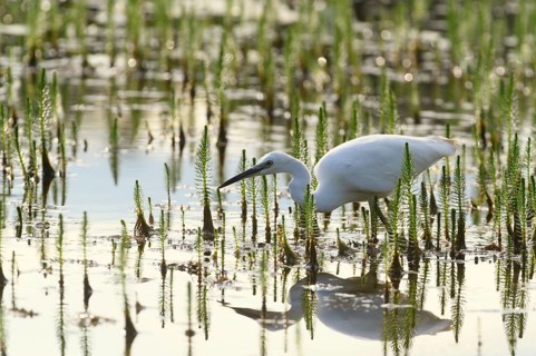 Little egret (Egretta garzetta) searching for food between Horsetail (Equisetum)