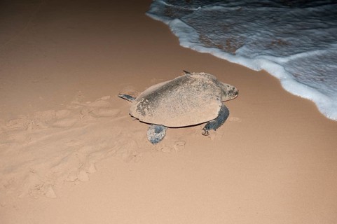 Hawksbill sea turtle (Eretmochelys imbricata) leaving the beach after having laid its eggs