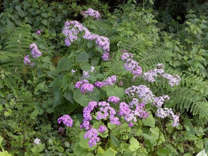 Flowering Steetz' Cinerarie (Pericallis steetzii) in green vegetation