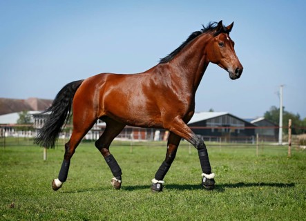 Holsteiner horse