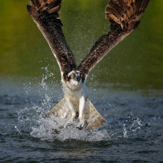 Osprey (Pandion haliaetus) taking flight after an unsuccessful hunt