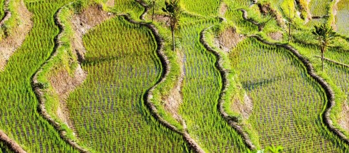 Rice fields