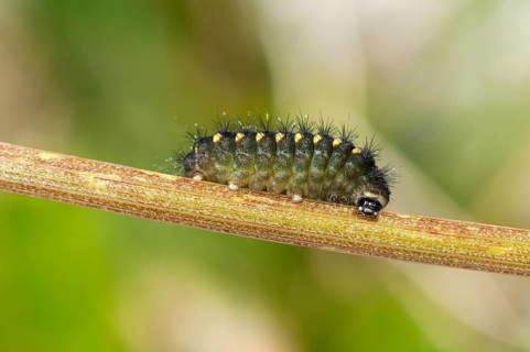 Mountain Burnet or Scotch Burnet (Zygaena exulans)
