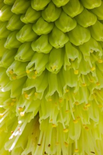 Pineapple flowers or Pineapple lilies (Eucomis sp.)