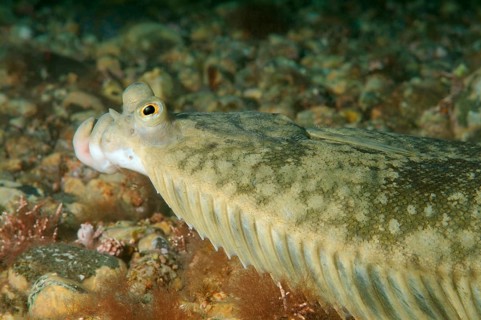 Japanese flounder (Pleuronectes japonicus)